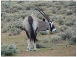 afrika07203.jpg