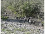 afrika07219.jpg