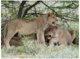 afrika07237.jpg