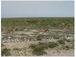 afrika07241.jpg