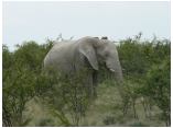 afrika07254.jpg