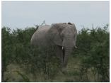 afrika07254a.jpg