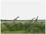 afrika07257.jpg
