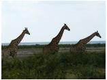 afrika07258.jpg