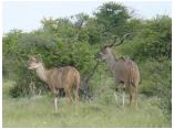 afrika07262.jpg