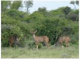 afrika07263.jpg