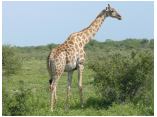 afrika07264.jpg