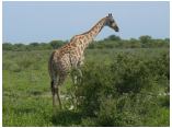 afrika07265.jpg