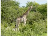 afrika07268.jpg