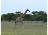 afrika07271.jpg