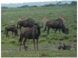 afrika07273.jpg