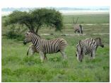 afrika07274.jpg