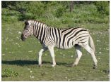 afrika07289.jpg