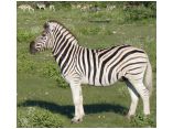 afrika07290.jpg