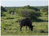 afrika07291.jpg