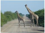 afrika07294.jpg