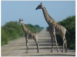 afrika07295.jpg