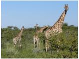 afrika07296.jpg