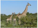 afrika07297.jpg