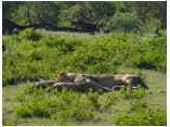 afrika07300.jpg