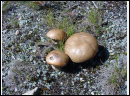 DSC00089.JPG