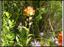 DSC00094.JPG