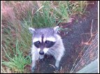 dsc00250.jpg