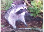 dsc00251.jpg