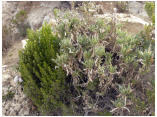 perubolivien0268.JPG