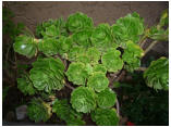 perubolivien0293.JPG