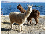 perubolivien0330.JPG