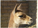 perubolivien0331.JPG