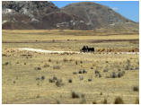 perubolivien0640a.jpg