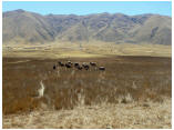 perubolivien0643a.jpg