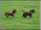DSC00026.jpg