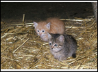 DSC00034.jpg