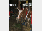DSC00036.jpg