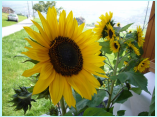 DSCF8475.jpg