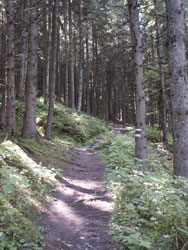 Wanderung durch Wlder